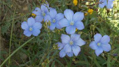 PICT4433 flores azules