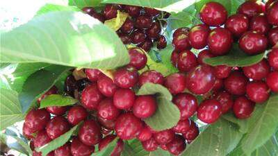 LAS CEREZAS DE MARÍN